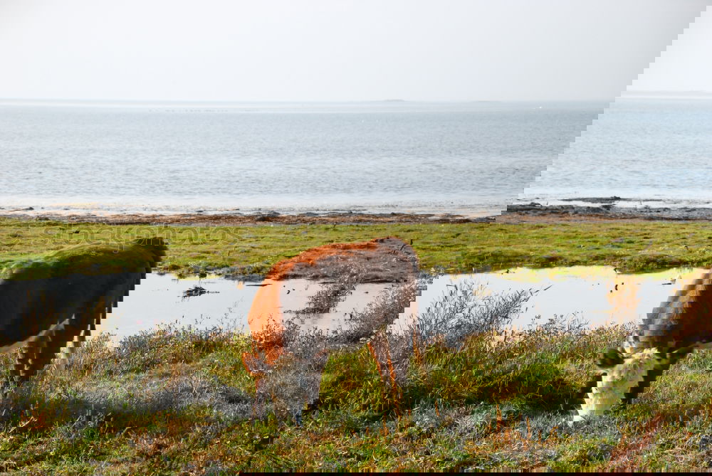 Similar – Image, Stock Photo Dogs running near waving sea