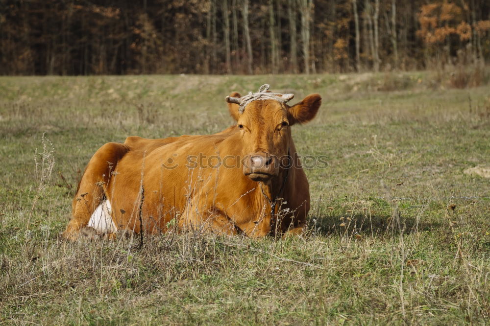 Similar – Image, Stock Photo calf Nature Animal Tree