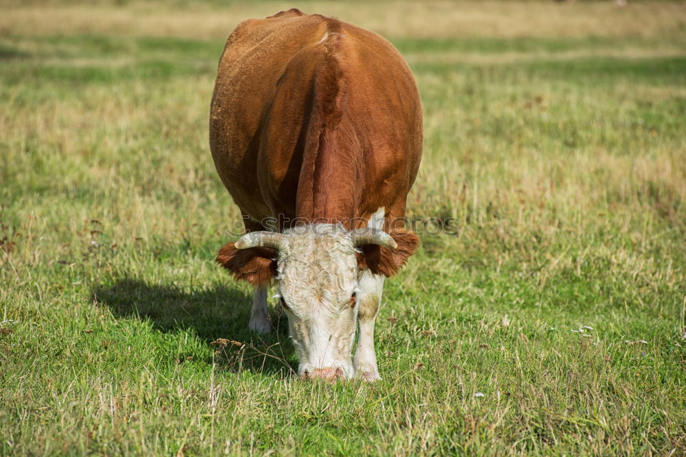 Similar – longhorn Animal