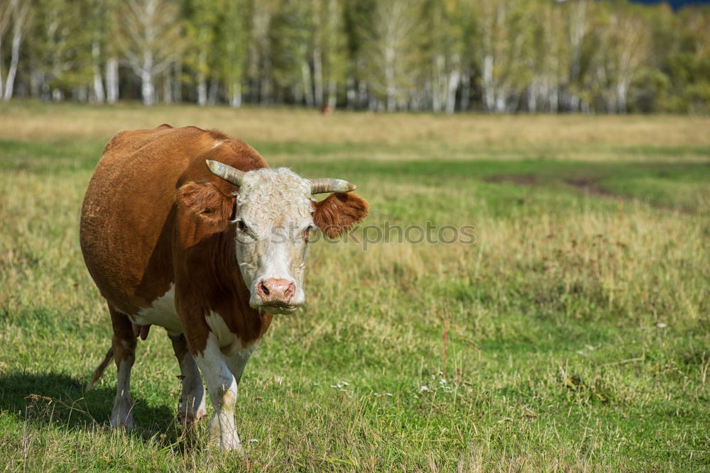 Foto Bild Kühe Kuh Rind Wiese Gras