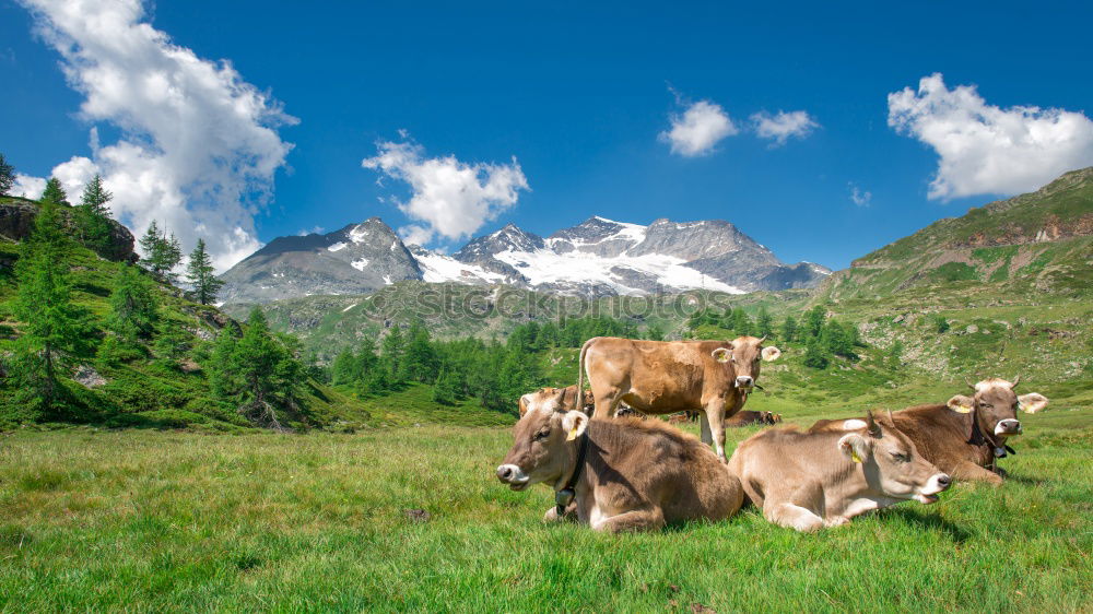 Similar – alpine pasture life