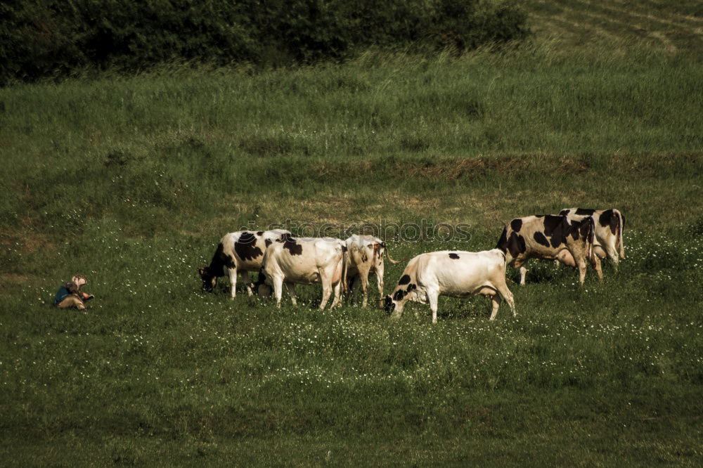 Similar – Giants on the Rhine meadows