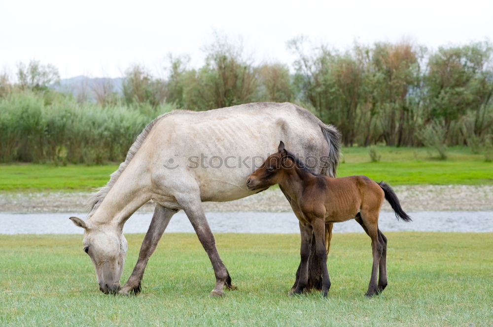 Similar – Image, Stock Photo Baby donkey following mama donkey