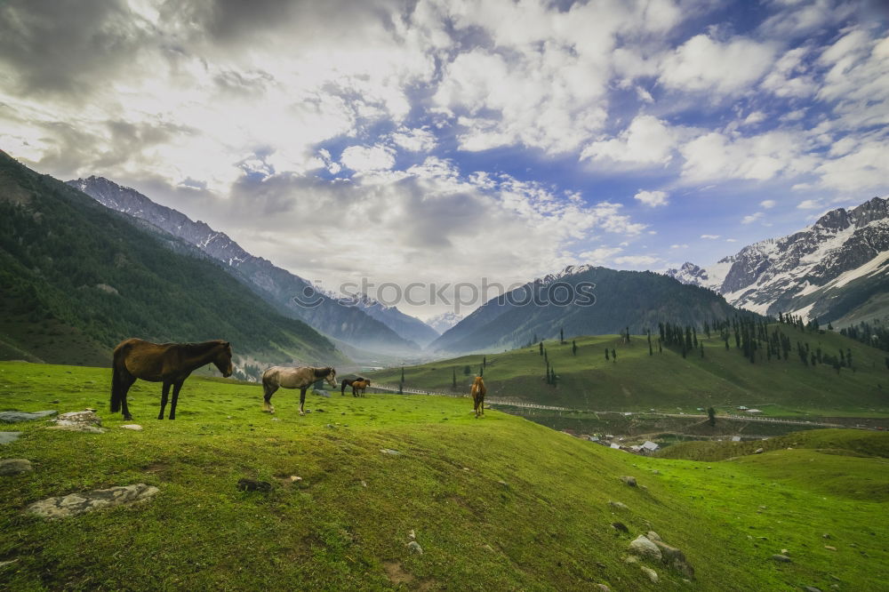 Similar – Image, Stock Photo View over valley from the horse back, Kyrgyzstan