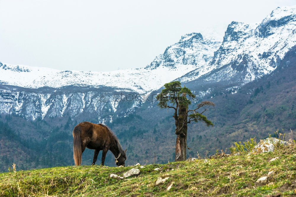 Horses on winter mountains