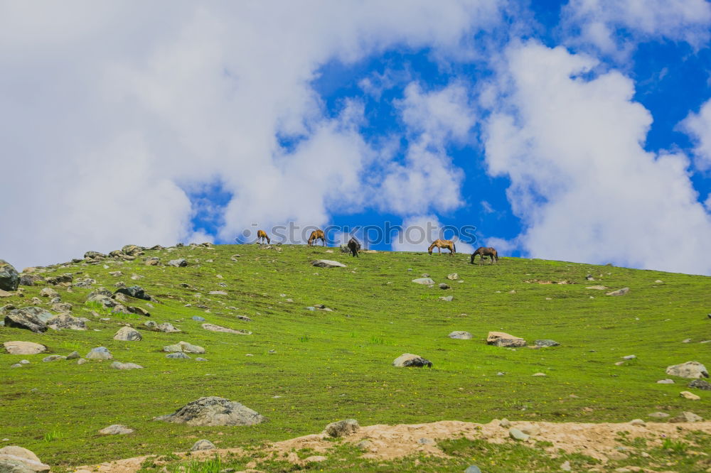 Similar – Bergweide Berge u. Gebirge