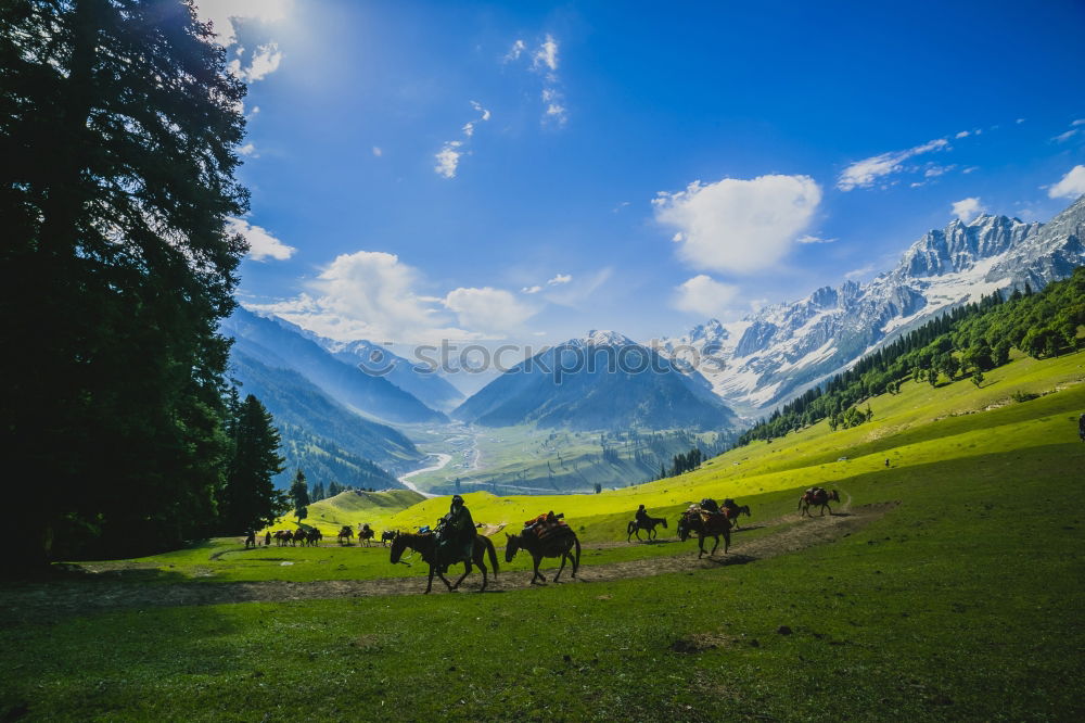 Similar – Image, Stock Photo Horses in front of Bavarian and Austrian mountain landscape