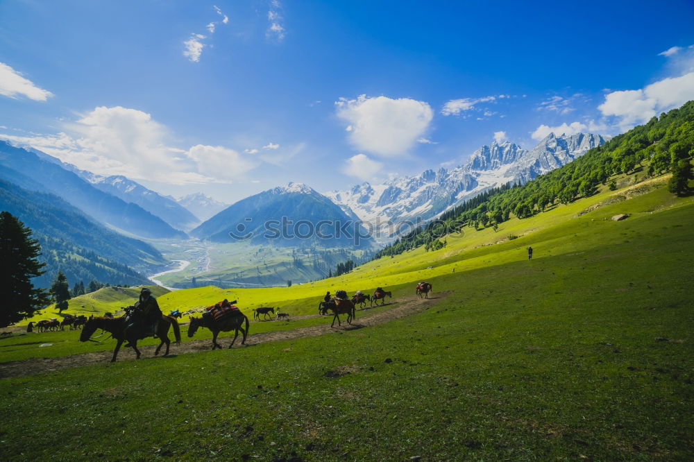 Similar – Image, Stock Photo Horses in front of Bavarian and Austrian mountain landscape