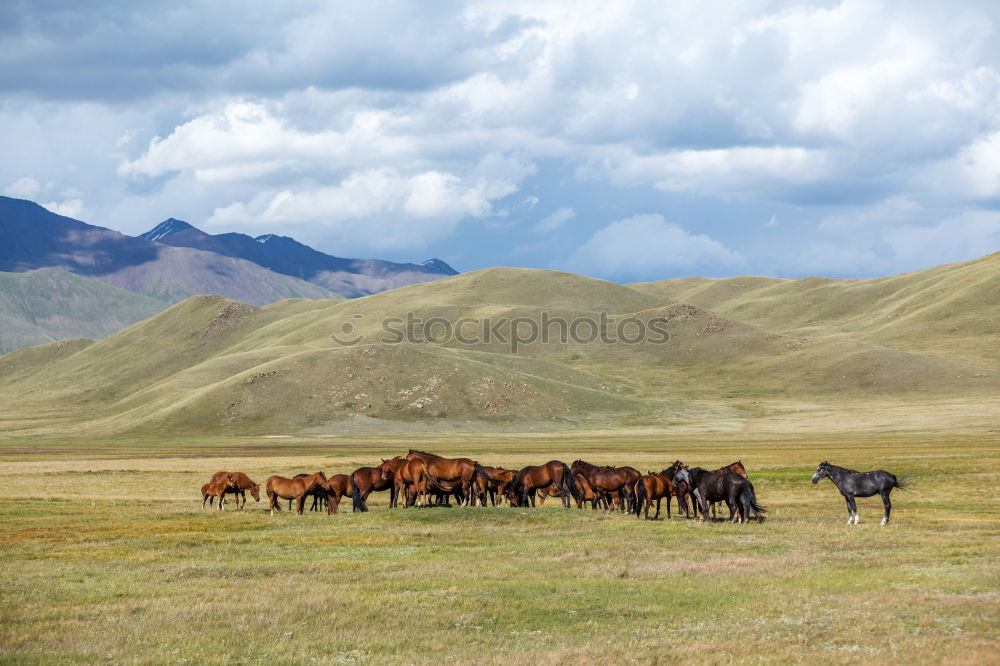 Horser in the mountains