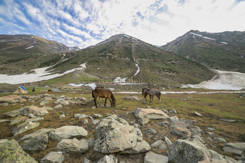 Similar – Horses on winter mountains