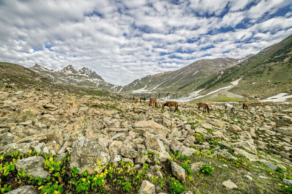 Similar – EDGE OF HIMALAYA India