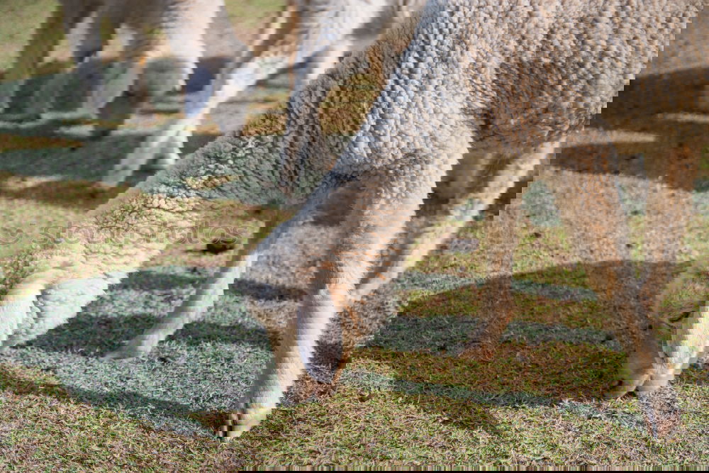 Similar – Foto Bild Muuhrotik Milcherzeugnisse