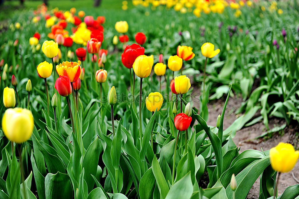 tulip garden