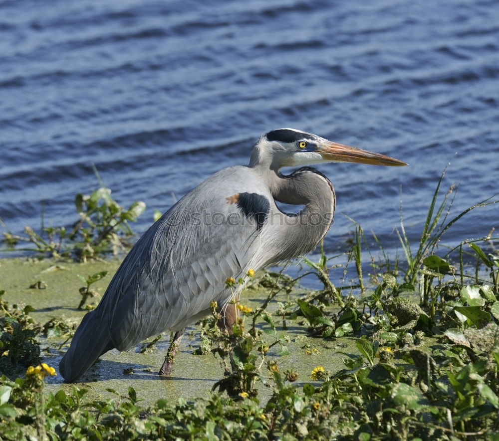 Similar – Image, Stock Photo grey heron Environment