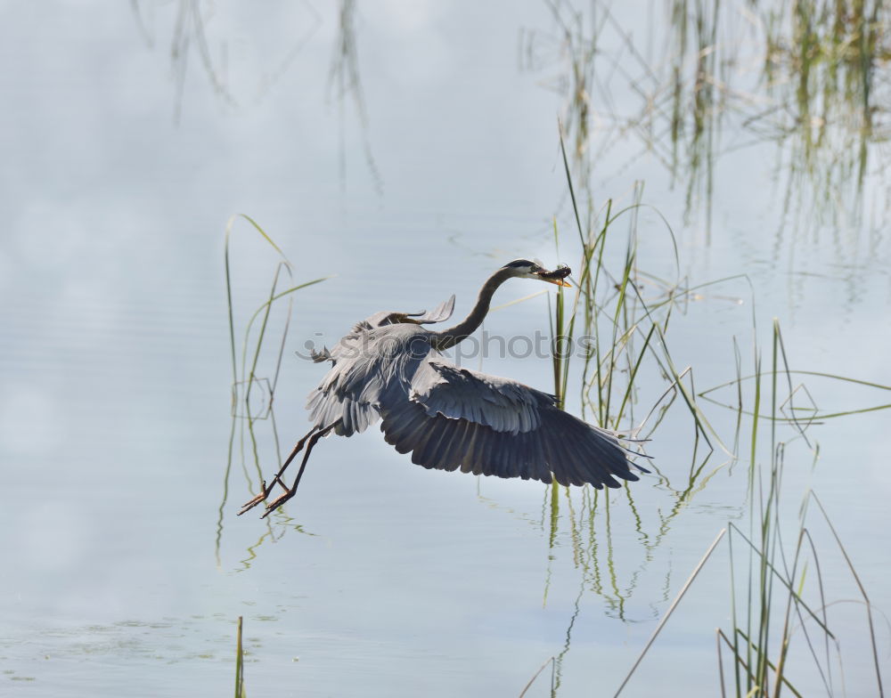 Similar – Reiherspiegel Umwelt Natur