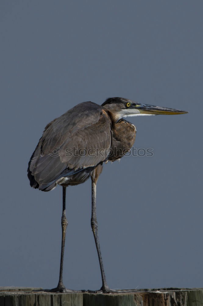 Similar – Image, Stock Photo grey heron Environment