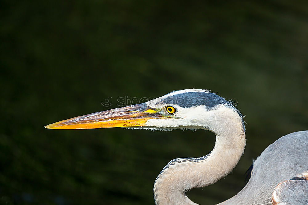 Similar – Foto Bild Reiherlei Umwelt Natur