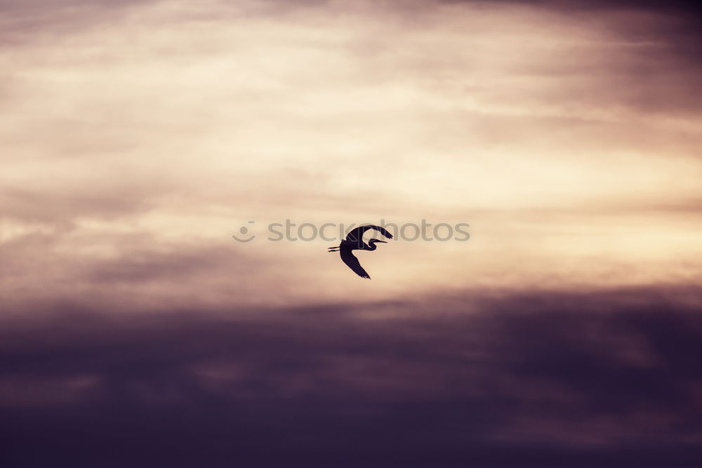 Similar – Image, Stock Photo Paragliding in the sunset at the sea