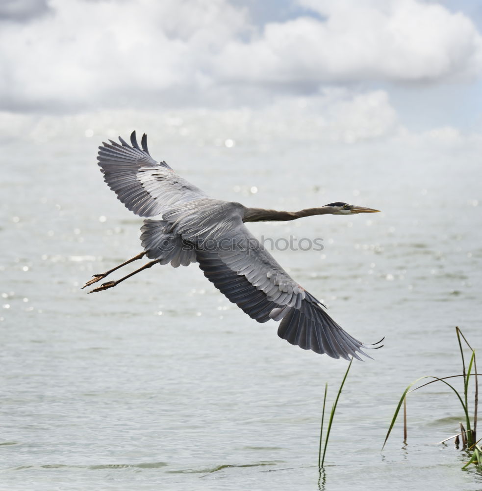 Similar – Image, Stock Photo Heron, Scottish, the second