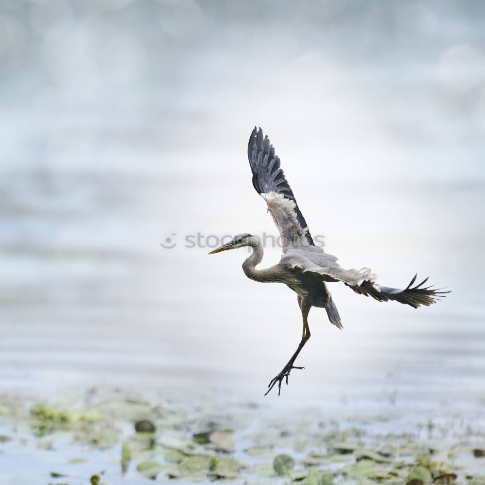 Similar – Reiherspiegel Umwelt Natur