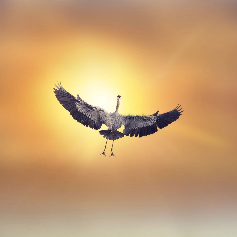 Similar – Image, Stock Photo Bird on the wire rope