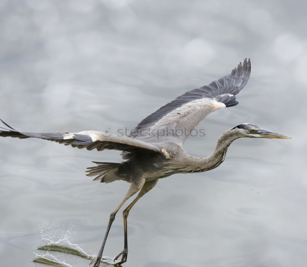 Similar – Reiherspiegel Umwelt Natur