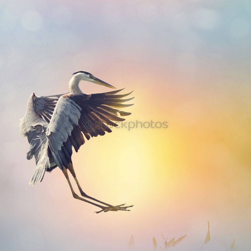 Similar – Awesome bird of prey in flight with the sky of background