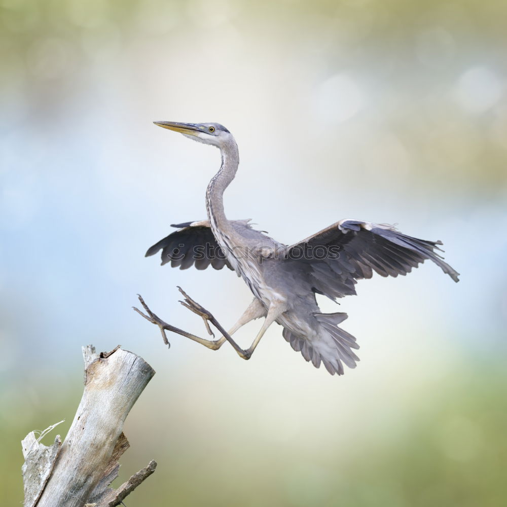 Similar – Nuthatch at the feeding place