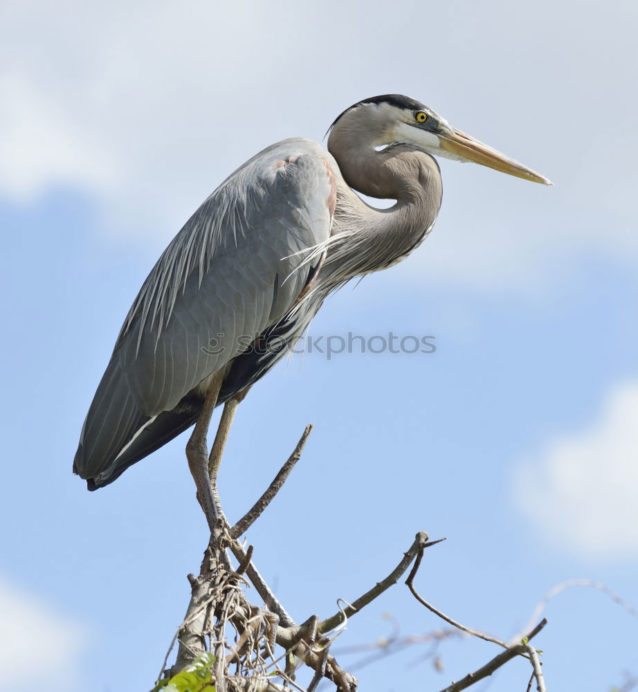 Similar – Image, Stock Photo Grey Heron in Tree Nature