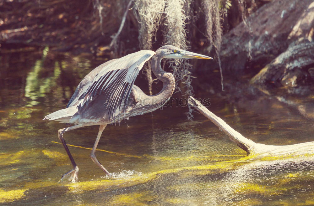 Similar – Image, Stock Photo metropolitan area Animal