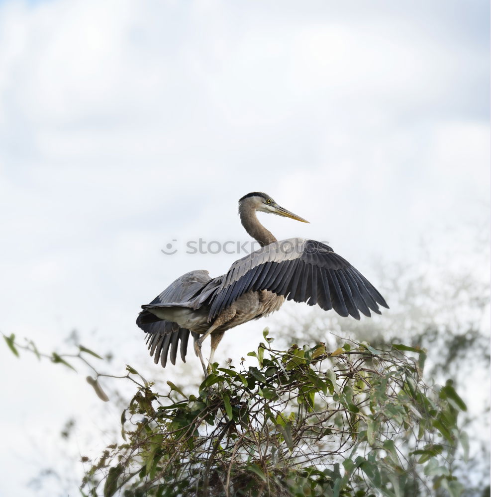 Similar – Image, Stock Photo What weird bird are you?