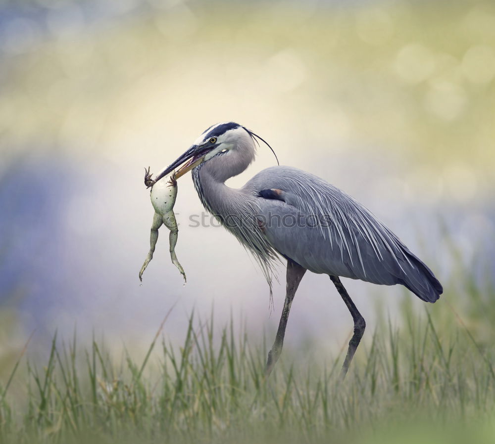 Similar – Image, Stock Photo Heron in a sunny tree