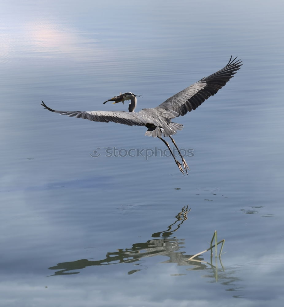 Similar – Image, Stock Photo ” Attention ” Landing. Two pelicans flying over the water. Below you can see other pelicans with their heads. My favorite birds on approach.