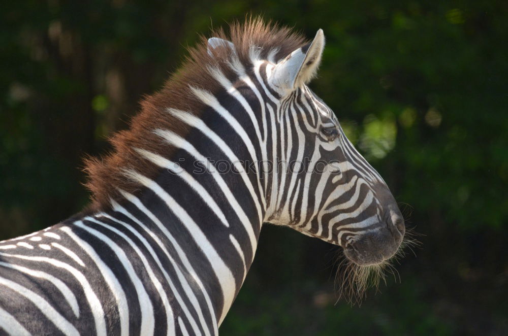 Similar – Zebra close-up eye Animal