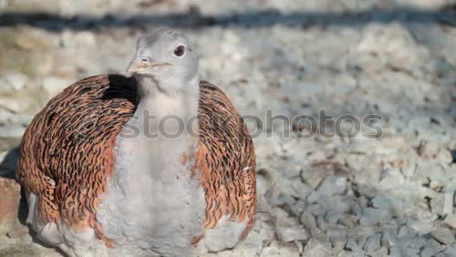 Similar – Gummi Füße Möwe Vogel