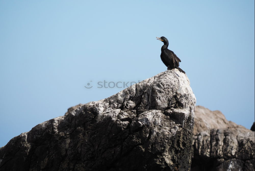 Similar – Image, Stock Photo majesty Nature Animal Sky