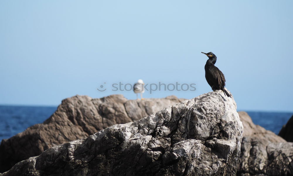 Similar – Image, Stock Photo Nesting storks on rocks