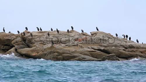 Similar – Penguin dancing.