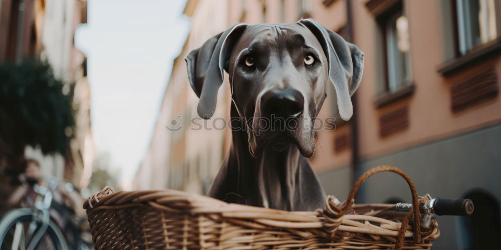 Similar – Image, Stock Photo Yeah, so what? Town Animal