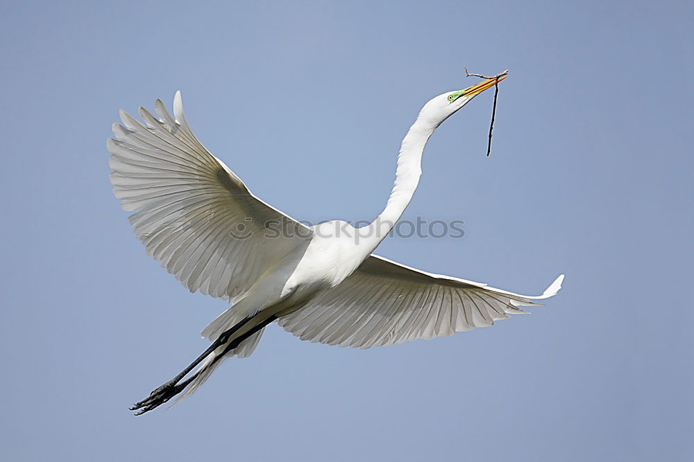 Similar – Image, Stock Photo spoonbill Environment