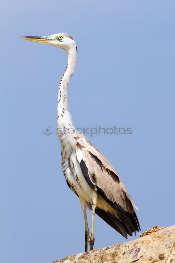 Similar – Image, Stock Photo majesty Nature Animal Sky