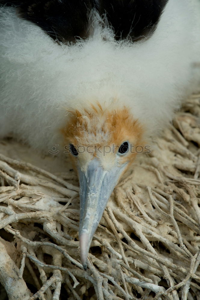 Similar – favourite place Barn fowl