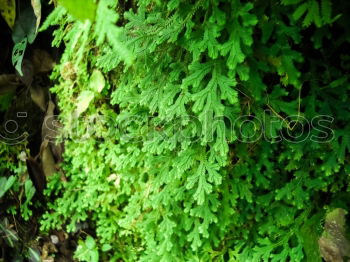 Similar – Image, Stock Photo Wild Wine Romance Backyard