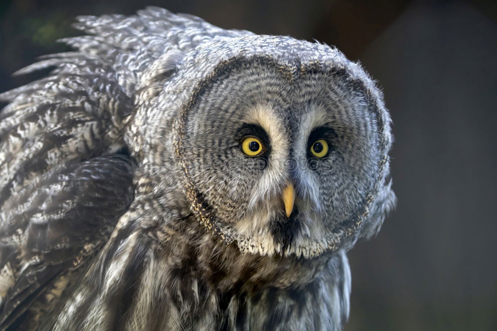 Similar – Image, Stock Photo Eagle owl approaching