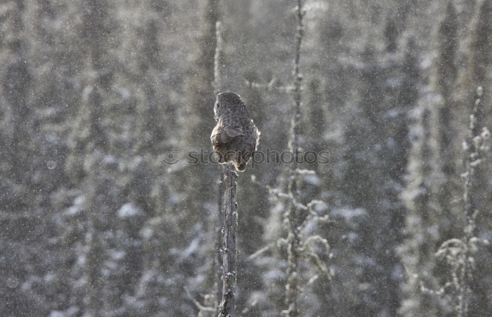 Similar – Image, Stock Photo Tit winter II Bird