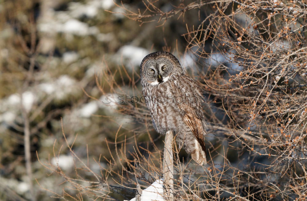Similar – Image, Stock Photo Buzzard in the tree Nature
