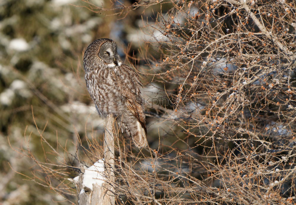 Similar – Image, Stock Photo Buzzard on the lookout