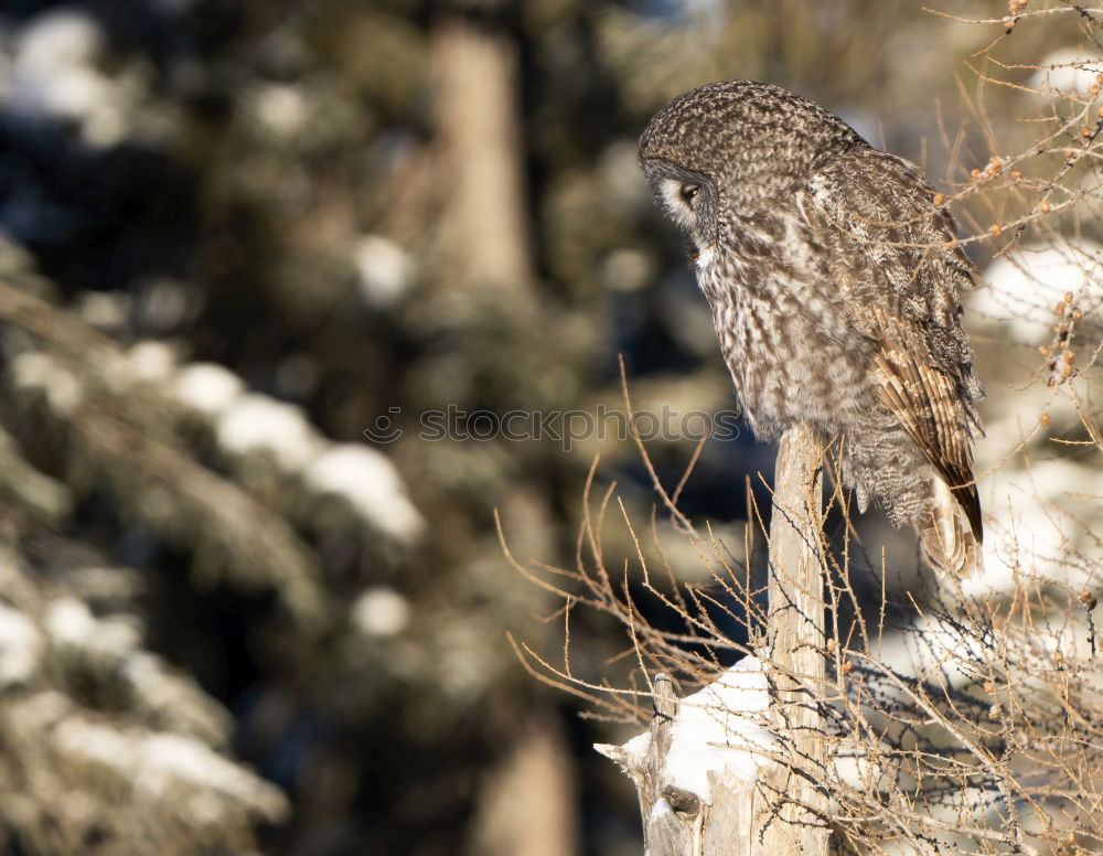Similar – Image, Stock Photo Buzzard in the tree Nature