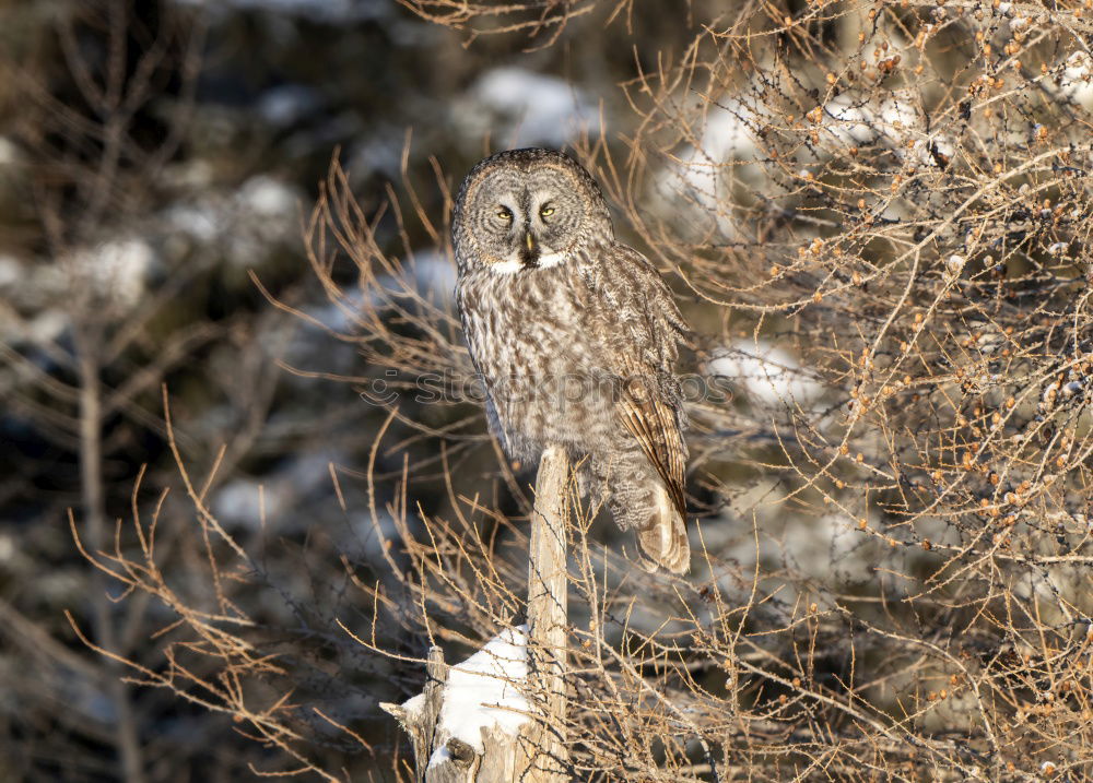 Similar – Image, Stock Photo Buzzard in the tree Nature