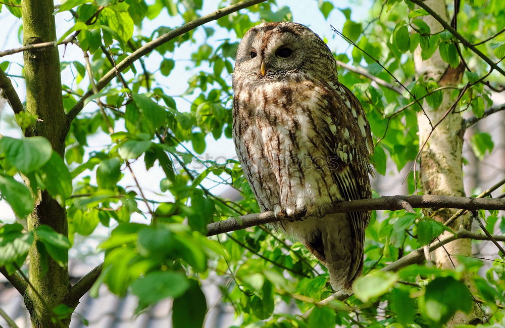 Similar – Long-eared owl Doze Sleep